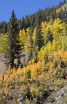 Fall Aspen 5277